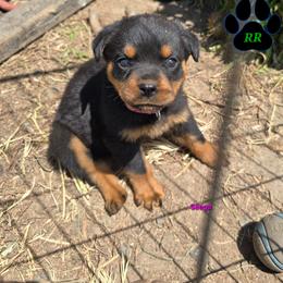 Saega - Black and mahogany female Rottweiler puppy in Tangent, Oregon from Raya's Royals