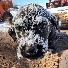 Red boy - Black male Labrador Retriever puppy in Conway, Missouri from Ozark Mountain Kennel