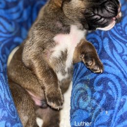 Boxer Puppies from Von Royal Dell’Infinite
