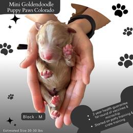 Black - Apricot male Goldendoodle puppy in Fort Lupton, Colorado from Puppy Paws Colorado