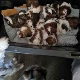 Boy 3 - Tricolor male Shih Tzu puppy in Bethlehem, Pennsylvania from Cinnamon's Shih Tzus