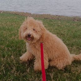 Maltese, Maltipoos, and Poodles from MountCarmelPuppies
