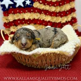 Joan Jett - Blue merle female Bernedoodle puppy in Austin, Texas from Boutique Bernedoodles & Co.