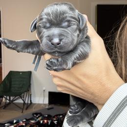 Arianna - Charcoal female Dilute Retriever puppy in Orangevale, California from NorCal Silver & Coal Labradors