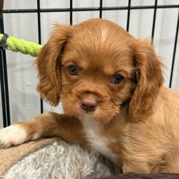 Mocha - Chocolate male Cavalier King Charles Spaniel puppy in Ellisville, Mississippi from Malu Lani Cavaliers