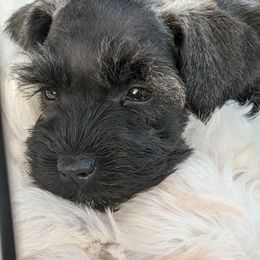 Aussiedoodle and Miniature Schnauzer Puppies from Cedar Creek Ranch