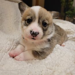 Pembroke Welsh Corgi Puppies from Montana Corgi Corral