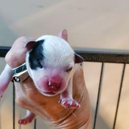 Half mask - Blue speckled male Australian Cattle Dog puppy in Lenoir, North Carolina from Blue Coyote Ranch