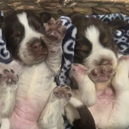 English Springer Spaniel Puppies from M L Springers