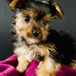 Girl 2 - Parti female Yorkshire Terrier puppy in Bakersfield, California from Yorkie To My Heart