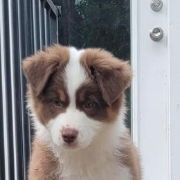 Australian Shepherd Puppies from Solace Australian Shepherds