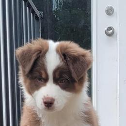 Australian Shepherd Puppies from Solace Australian Shepherds