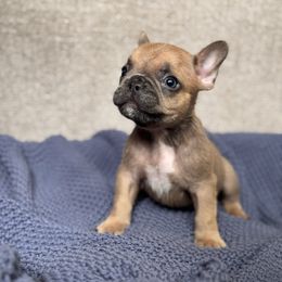 Kalmar - Blue fawn male French Bulldog puppy in Conroe, Texas from The Frenchie Farm