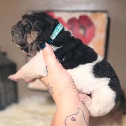 Elaine - Black female Chinese Shar-Pei puppy in Lehigh Acres, Florida from Florida Wrinkles