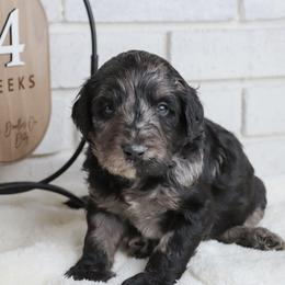 Zurg - Merle male Labradoodle puppy in Bryantown, Maryland from Doodles on Duty