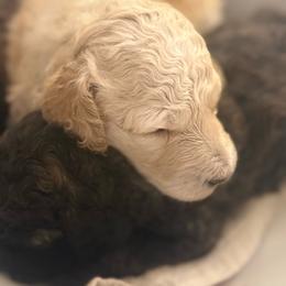 Judah - Cream male Poodle puppy in Redding, California from Canyon Creek Kennels
