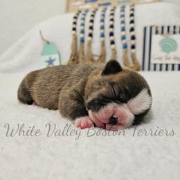TigersEye - Brindle and white male Boston Terrier puppy in Mulberry, Arkansas from White Valley Boston Terriers