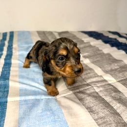 Neptune - Dapple male Dachshund puppy in Laveen, Arizona from Acosta Kennel