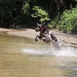 German Shorthaired Pointer All Grown Up from Pinecrest German Shorthair Pointers