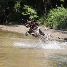German Shorthaired Pointer All Grown Up from Pinecrest German Shorthair Pointers