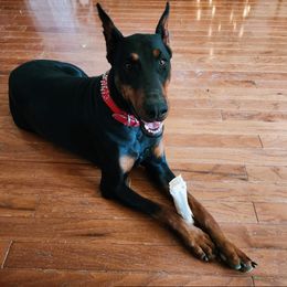 Doberman Pinschers from Music City Dobermans