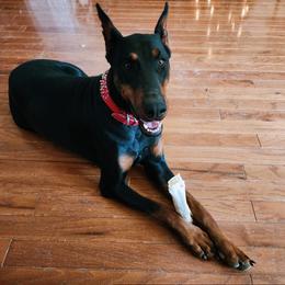 Doberman Pinschers from Music City Dobermans
