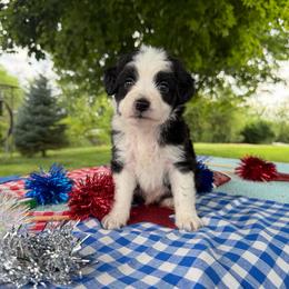 Blake - Black and white male Aussiedoodle puppy in Hopkins, Missouri from Mowry Creek Mini Aussiedoodles and More