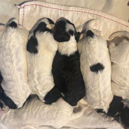 Sheepadoodle puppies from Jane Farrell