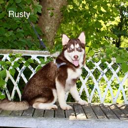 Rusty - Chocolate male Pomsky puppy in Murfreesboro, Tennessee from Middle Tennessee Pomskies
