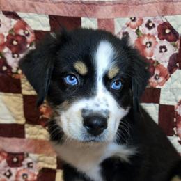 Comet - Black tri-color male Australian Shepherd puppy in Peach Bottom, Pennsylvania from Arcadia Australian Shepherds