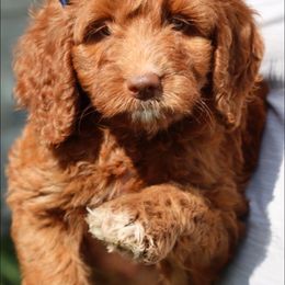 Australian Labradoodle and Double Doodle Puppies from Love Me Pooch