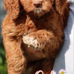 Australian Labradoodle and Double Doodle Puppies from Love Me Pooch