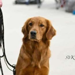 Val - Golden Retriever