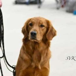 Val - Golden Retriever