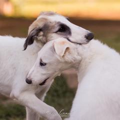 Borzoi Puppies from Rezance Borzoi