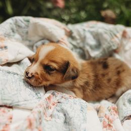 American Corgi and Pembroke Welsh Corgi Puppies from Dollhouse Farm