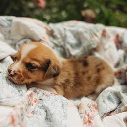 American Corgi and Pembroke Welsh Corgi Puppies from Dollhouse Farm