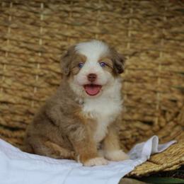 Ruby - Aussiedoodle