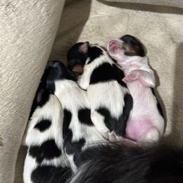 Biewer Terrier Puppies from Lozado’s Biewers