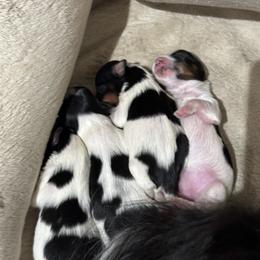 Biewer Terrier Puppies from Lozado’s Biewers