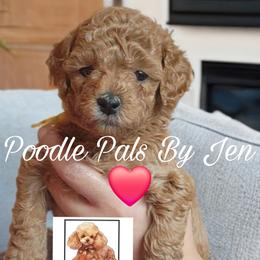 Ms. Milly - Apricot female Poodle puppy in Hartsdale, New York from Poodle Pals By Jen
