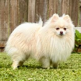 Kratos - Pomeranian
