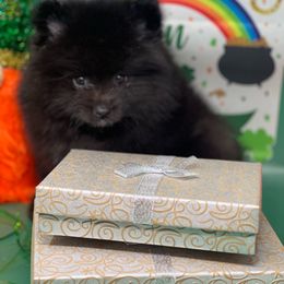 Bean - Black Pomeranian puppy in Brentwood, California from Royalpawpoms