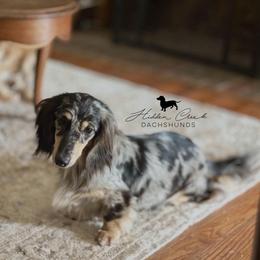 Margo - Dachshund