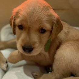 Girl 3 - Golden Golden Retriever puppy in Peekskill, New York from Storm King Golden Retrievers