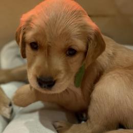 Girl 3 - Golden Golden Retriever puppy in Peekskill, New York from Storm King Golden Retrievers