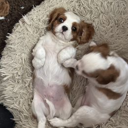 Cavalier King Charles Spaniels from Pam's Pups