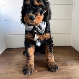 Bernedoodle, Cavalier King Charles Spaniel, and Cavapoo Puppies from Harper Haven Cavaliers & Doodles