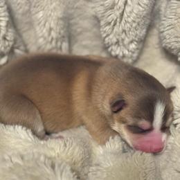 Chevy - Red and white male Pomsky puppy in Greenfield, Minnesota from SRF Pomskies