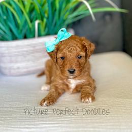 June- Purple Collar - Red female Cavapoo puppy in St George, Utah from Picture Perfect Doodles